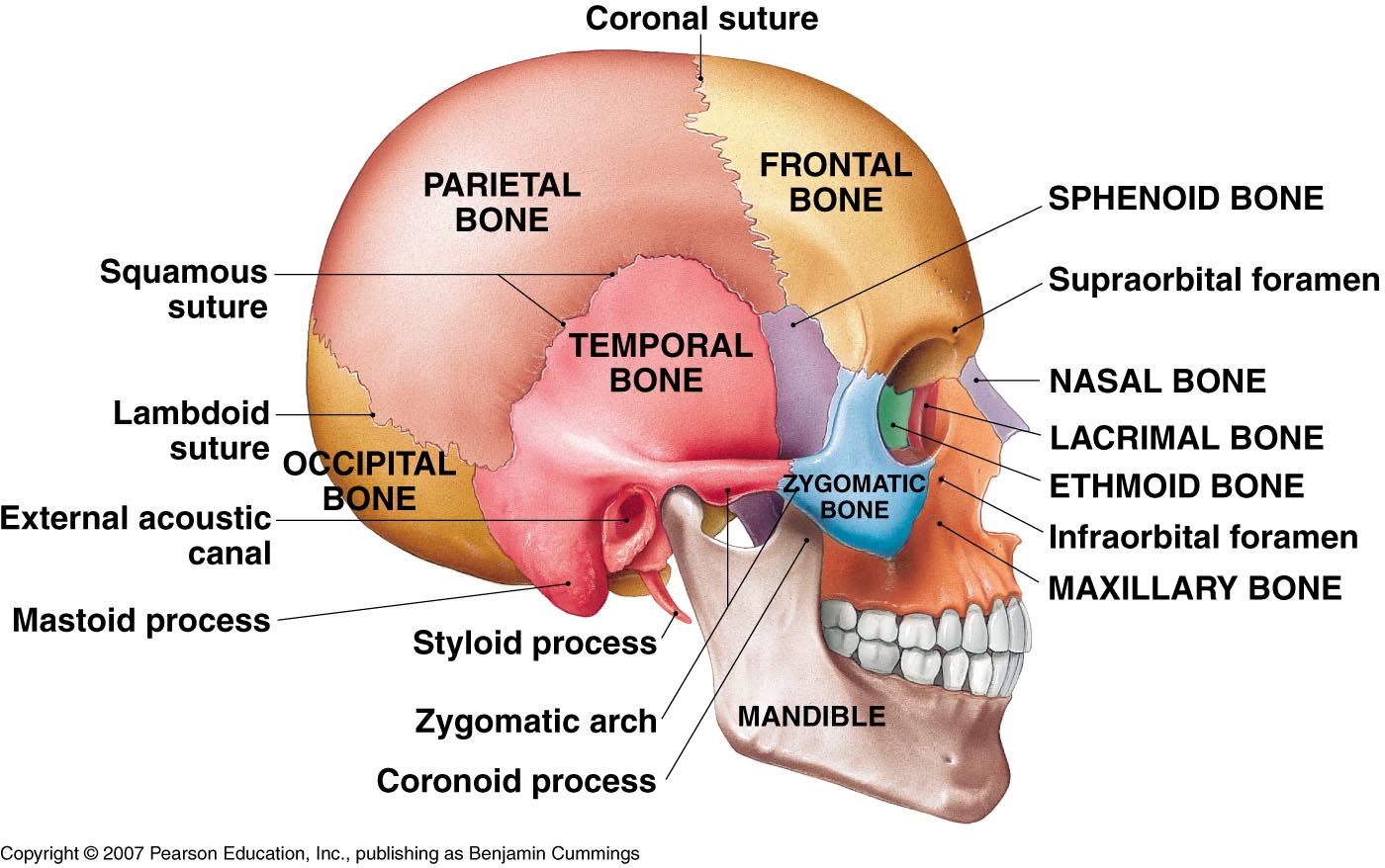 Lateralskull Jpg Here Is The Lateral View
