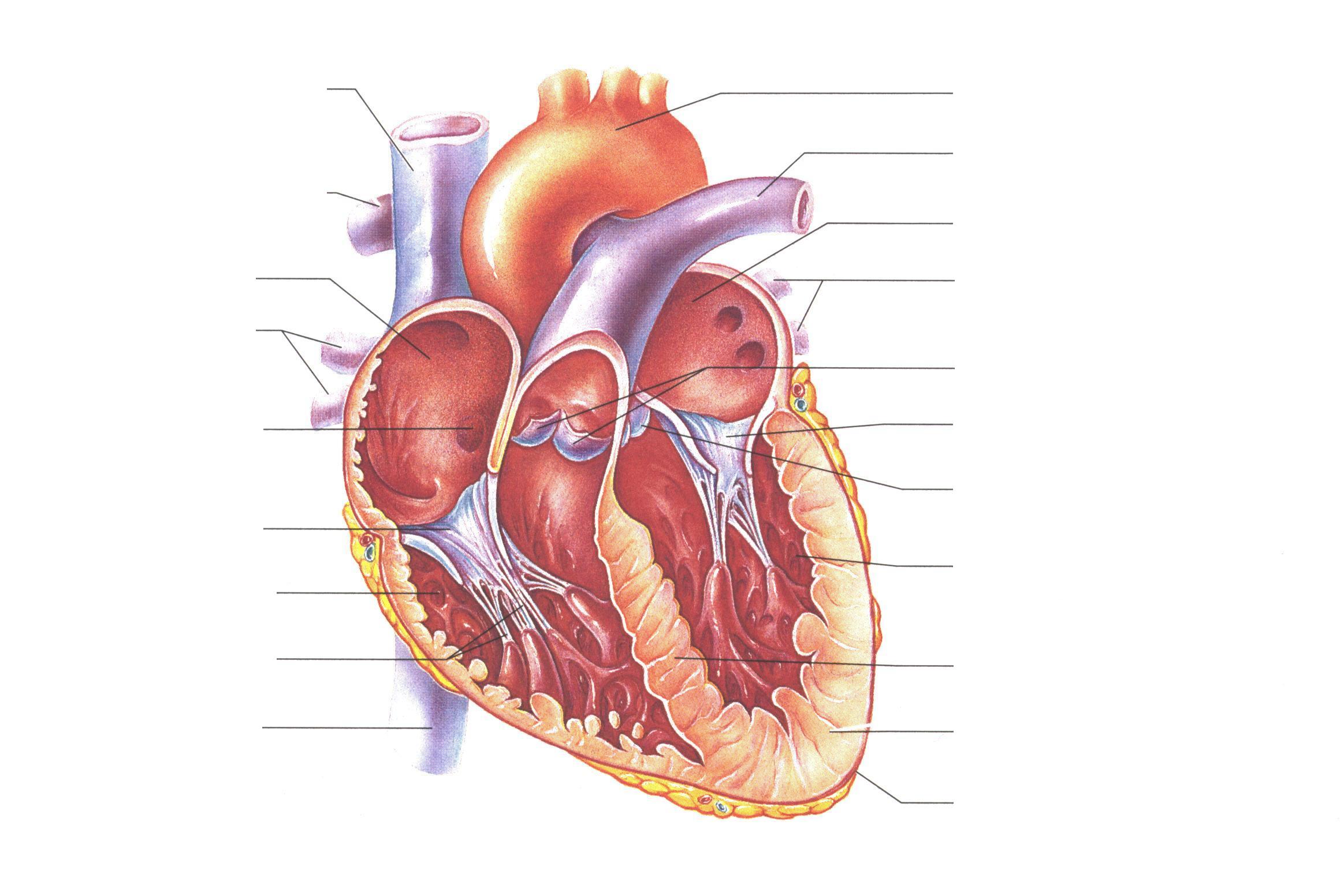 Blank Human Heart