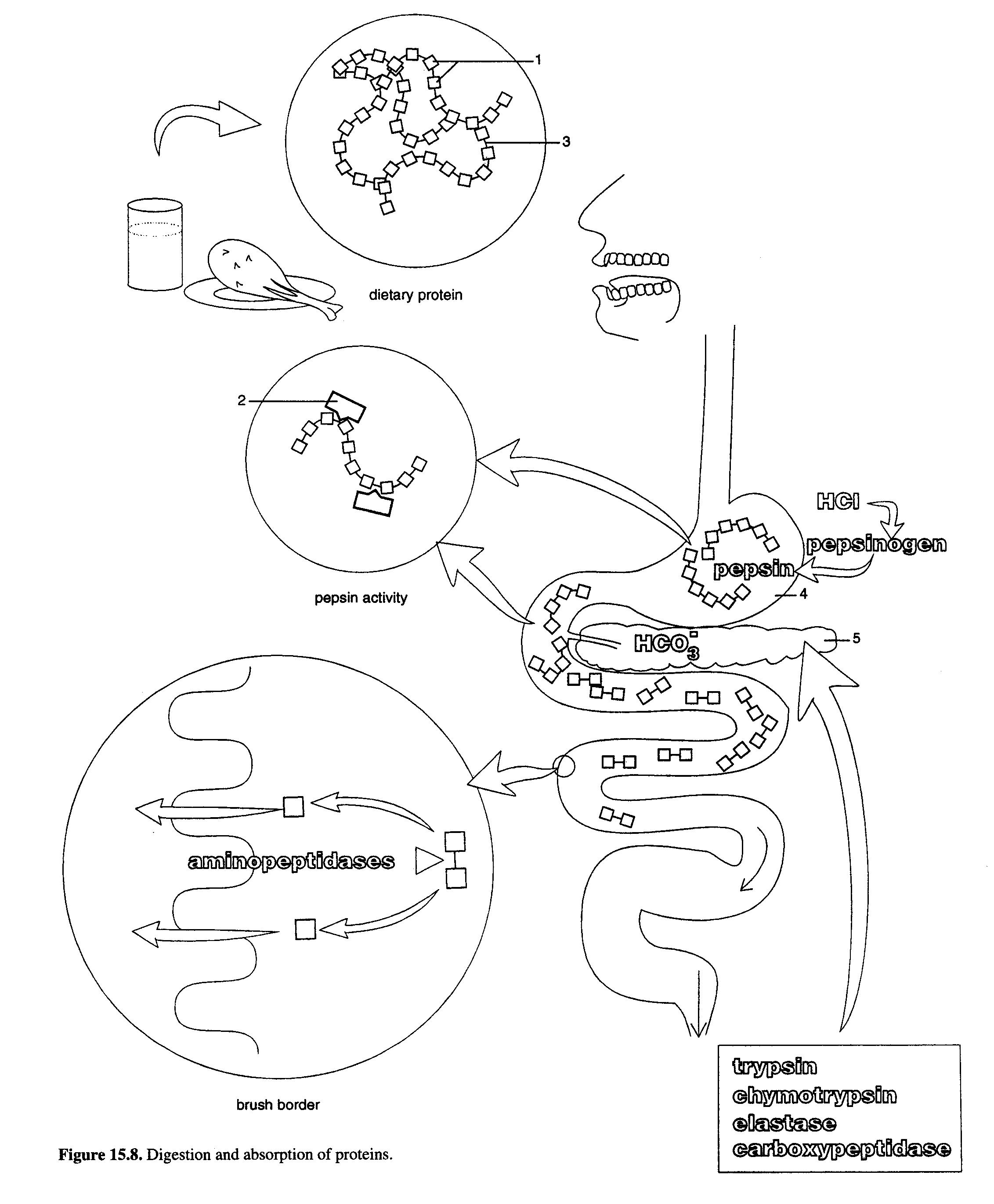 What is the chemical equation for digestion? | Yahoo Answers