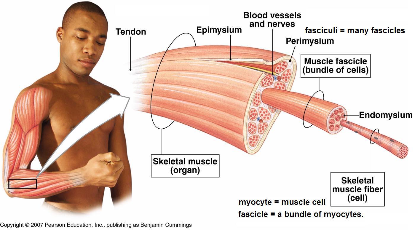 fascicle - meddic